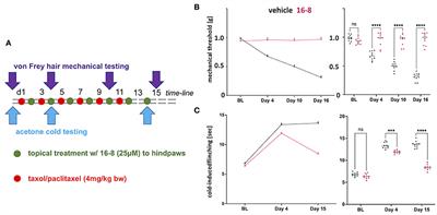 Spinal cord dorsal horn sensory gate in preclinical models of chemotherapy-induced painful neuropathy and contact dermatitis chronic itch becomes less leaky with Kcc2 gene expression-enhancing treatments